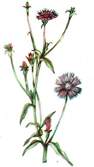 цикорий обыкновенный, цикорий дикий, придорожная трава, синий цветок, петровы батоги, петров кнут, щербак, серпник (Cichorium intybus), рисунок, картинка