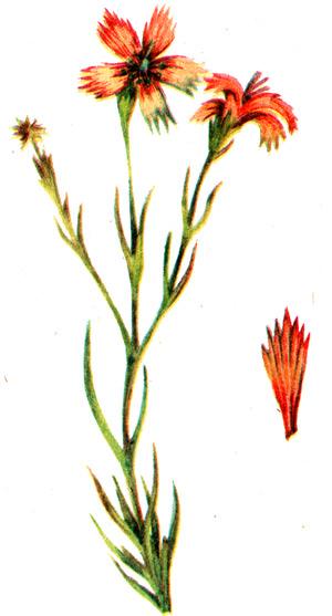 гвоздика полевая, полевая гвоздика (Dianthus campestris), рисунок, картинка