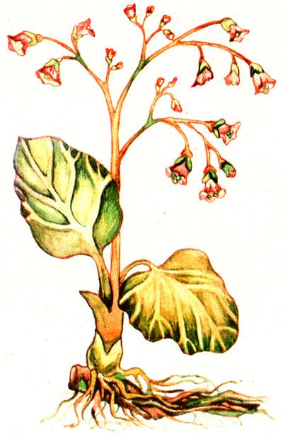 бадан толстолистный, толстолистный бадан (Bergenia crassifolia), рисунок, картинка