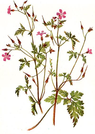 герань Роберта (Geranium robertianum), рисунок, картинка
