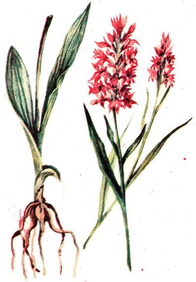 ятрышник пятнистый, кукушкины слезки (Orchis maculata), рисунок, картинка