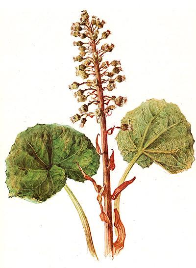 белокопытник лекарственный, лекарственный белокопытник (Petasites officinalis), рисунок, картинка