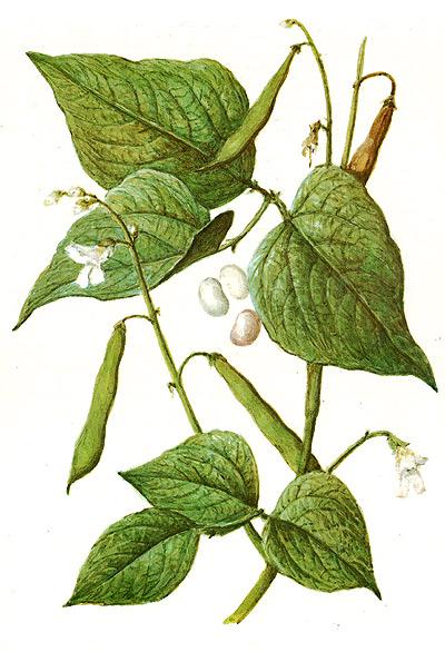 фасоль обыкновенная (Phaseolus vulgaris), рисунок, картинка