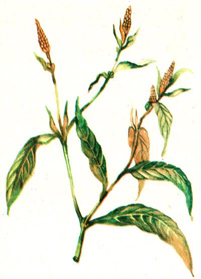 горец почечуйный, горчак почечуйный, почечуйная трава, гусятник (Polygonum persicaria), рисунок, картинка