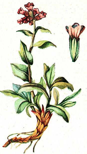 медуница лекарственная, легочная трава, медунка (Pulmonaria officinalis), рисунок, картинка