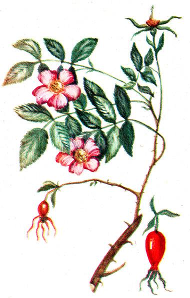 шиповник коричный, роза коричная (Rosa cinnamonea), рисунок, картинка