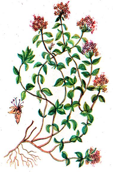 тимьян ползучий, богородская трава, боровой перчик, чабер, мухопал, чабрец, мацержанка (Thymus serpyllum), рисунок, картинка