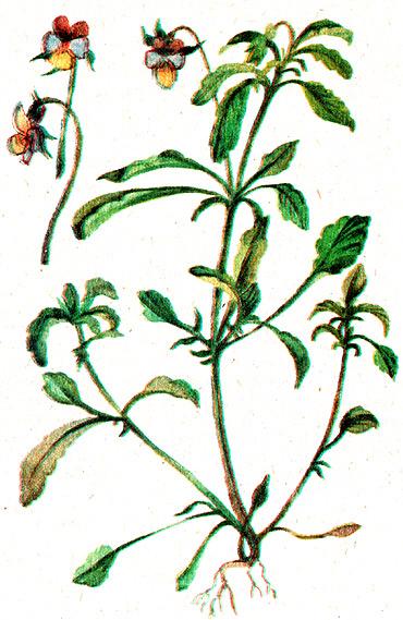фиалка трехцветная, анютины глазки, иван-да-марья, сорока-недужная трава, камчуг, братики, троецветка, золотуха (Viola tricolor), рисунок, картинка