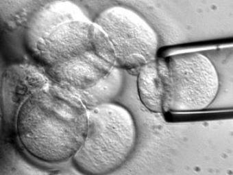 Получение эмбриональных стволовых клеток