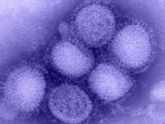 Вирус гриппа H1N1, иллюстрайия с сайта cdc.gov