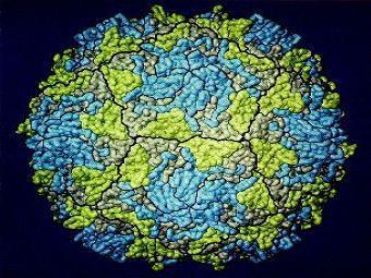 Структура полиовируса. Изображение с сайта mac122.icu.ac.jp