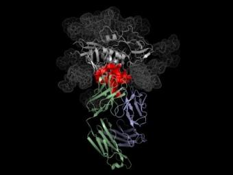 Антитетло VRC01 (выделено зеленым и сизым), связанное с gp120 (выделен красным). Иллюстрация NIAID