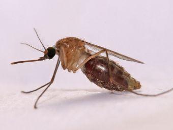 Комар рода Anopheles. Изображение с сайта wikimedia.org